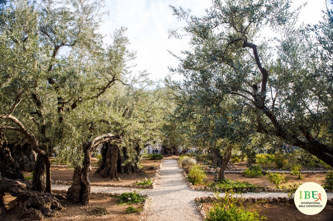 Garden of Gethsamane (Photo Credit: Daw Ching)