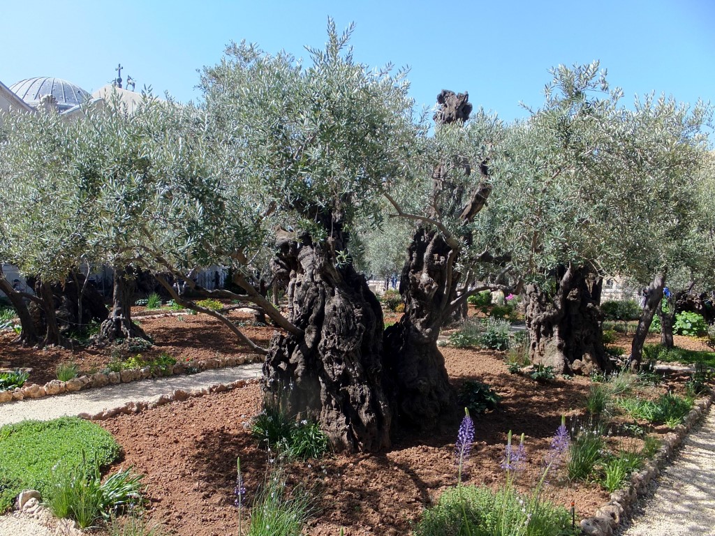 Garden of Gethsamane