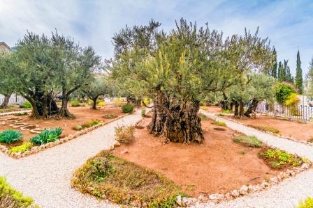 Garden of Gethsemane